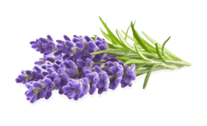 Lavendel